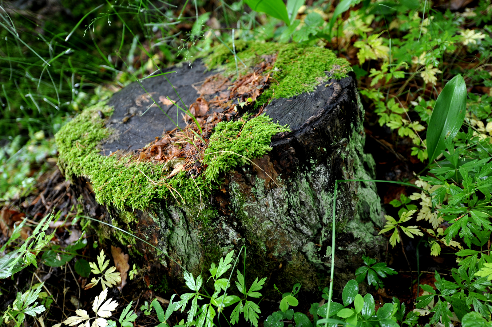 Stubbe i skogen. Foto