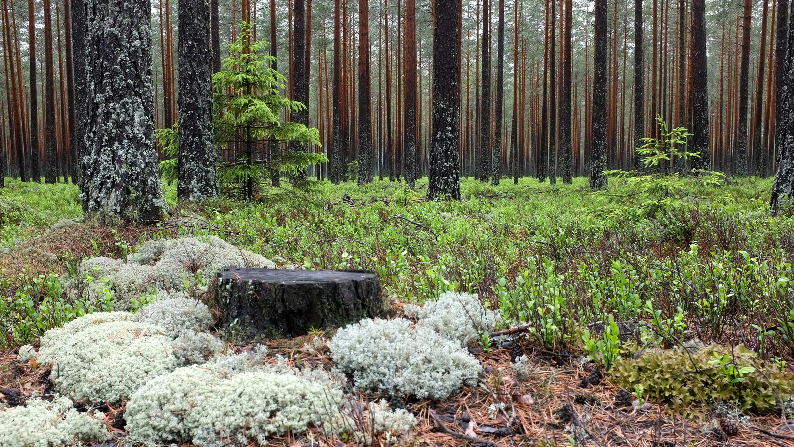 Stubbe i skogen. Foto