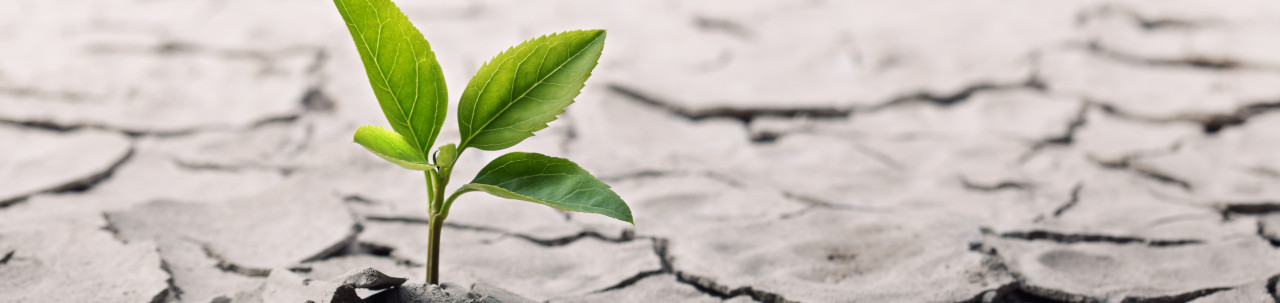 Bilde av en liten grønn plante som står i tørr jord