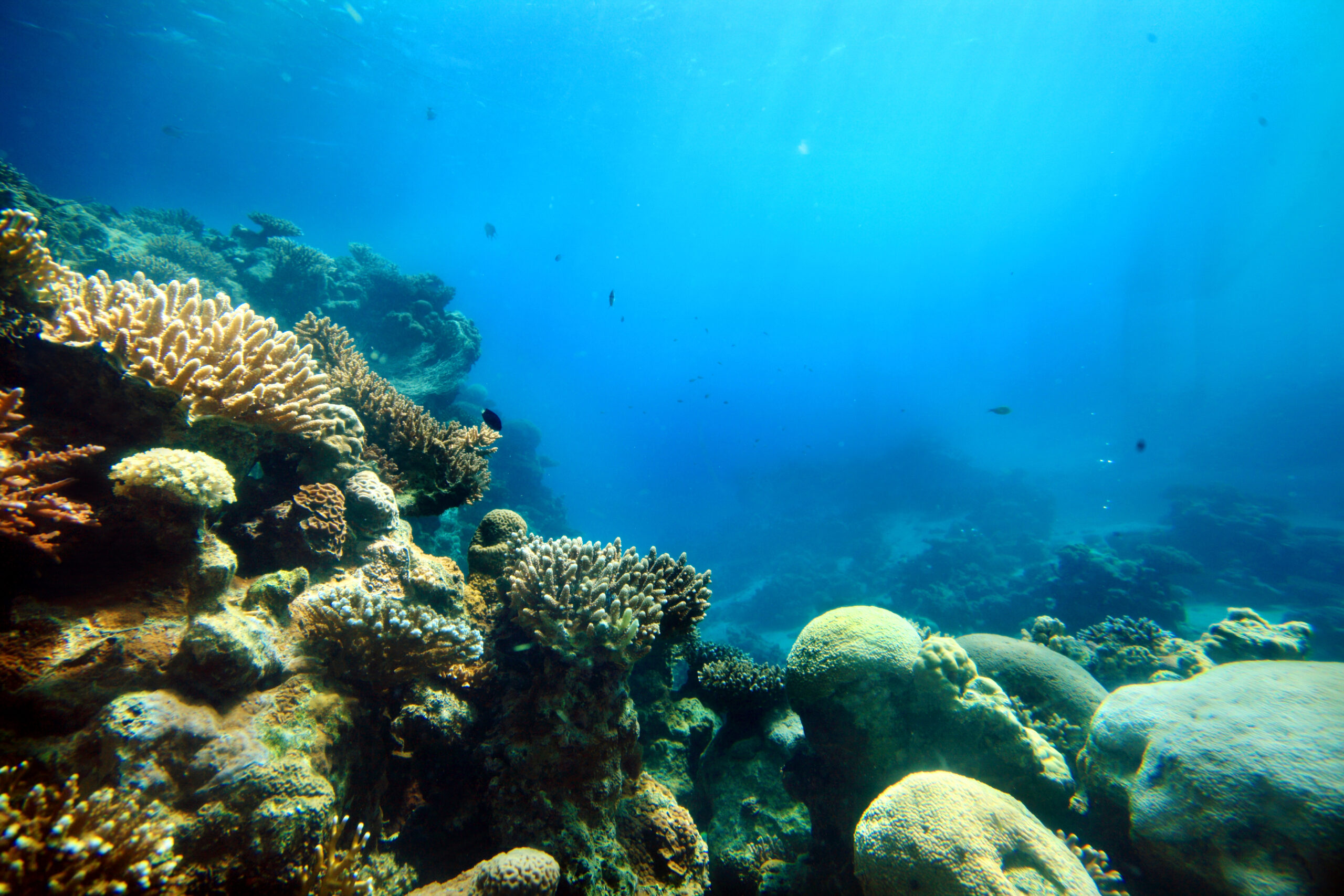 Dypt nede i havet. Foran i venstre hjørne er det koraller, de strekker seg på tvers av bildet mot høyre. Havet er litt lysere øverst i bildet, der det kan se ut som lys skinner ned.