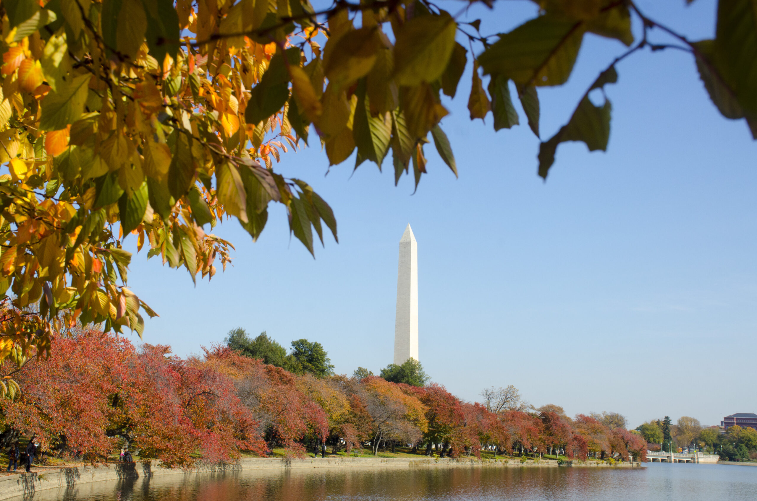 De berømte kirsebærtrærne blir oransje og gule om høsten i Washington DC. Washington-monumentet er i midten.