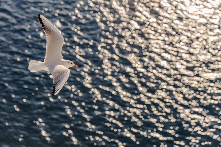 En måke flyr over vannet og skaper krusninger i vannet. Scenen er fredfull og rolig, og fuglen svever høyt over vannet. Foto