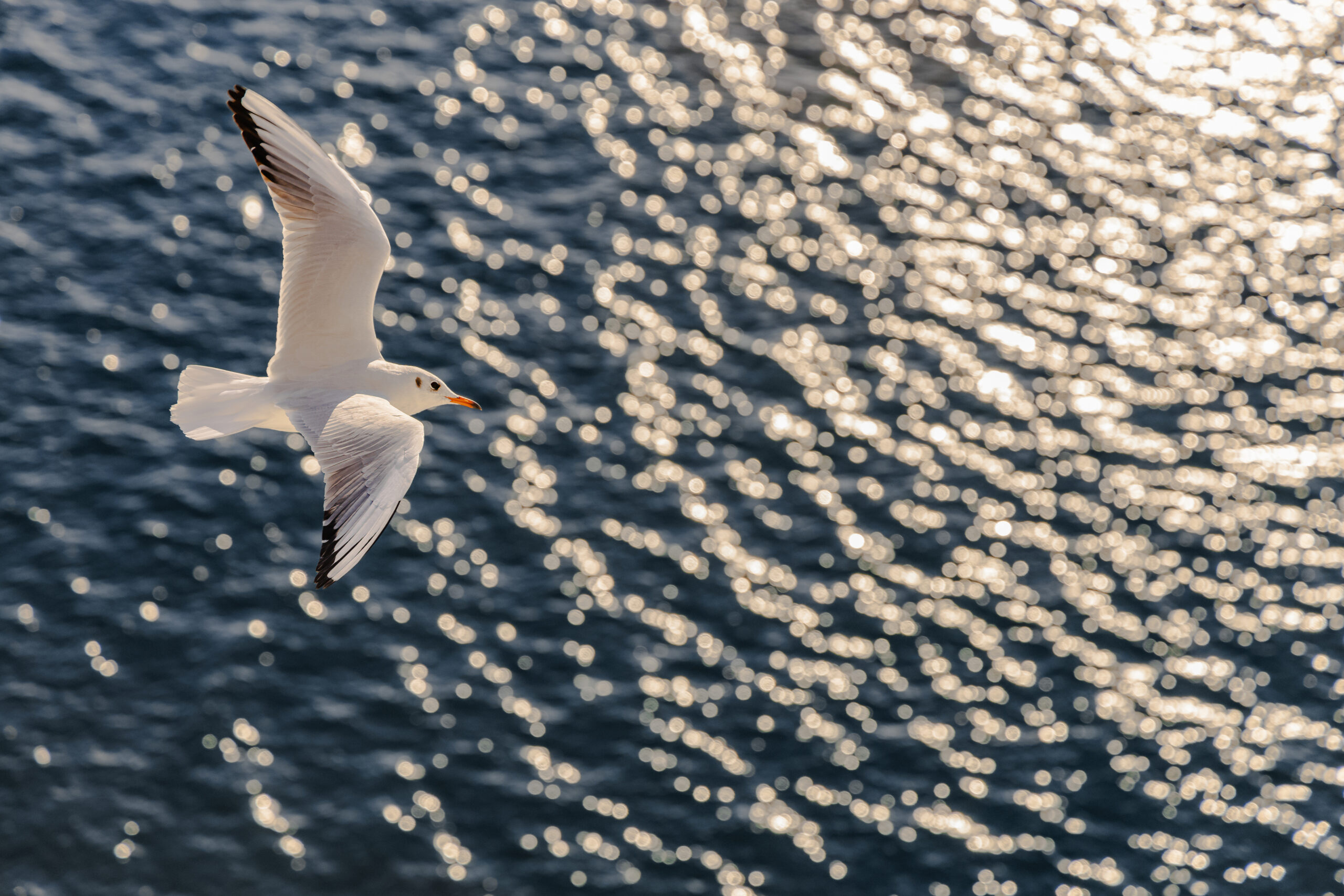 En måke flyr over vannet og skaper krusninger i vannet. Scenen er fredfull og rolig, og fuglen svever høyt over vannet. Foto