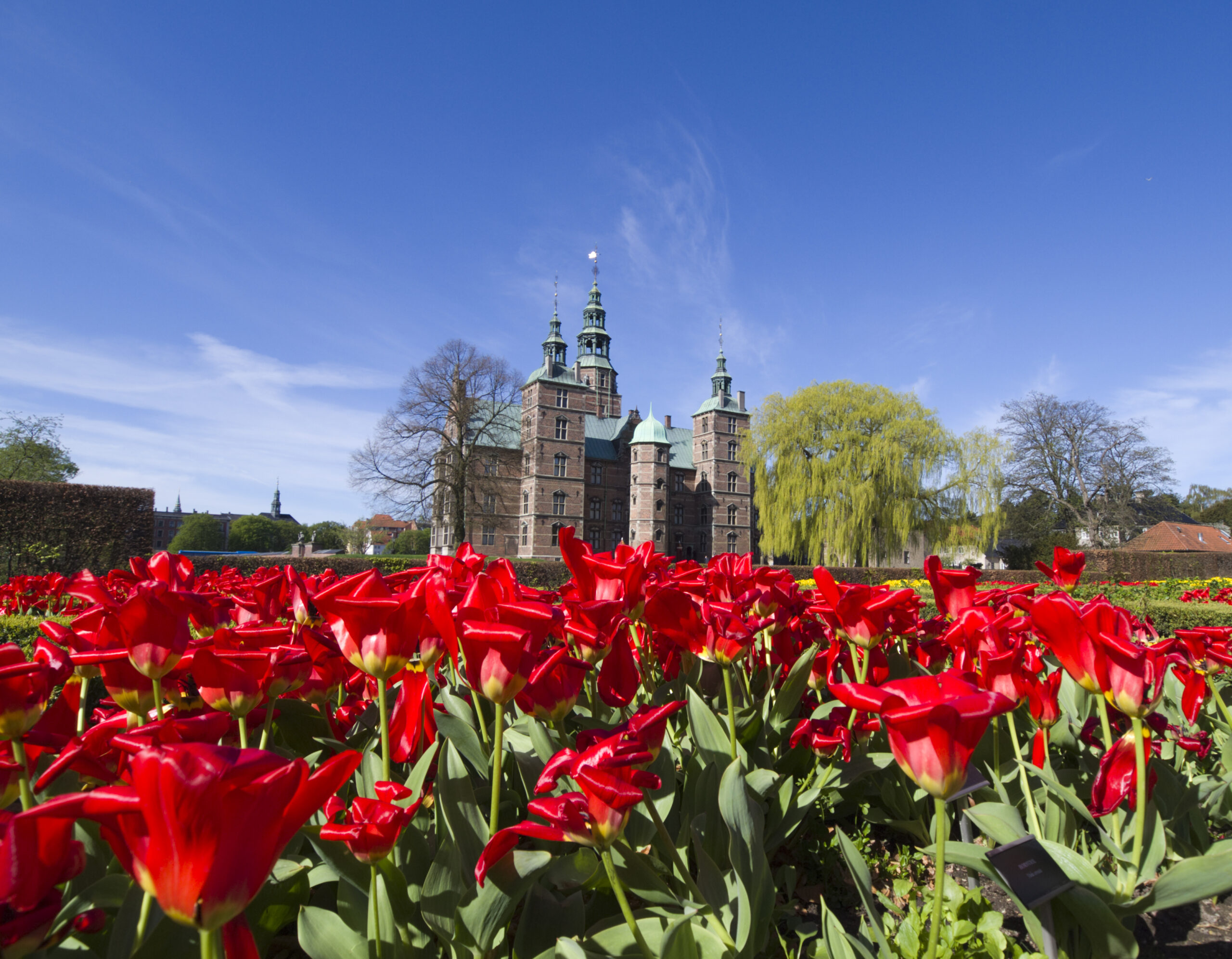 Tulipaner foran Rosenborg slott. Foto.