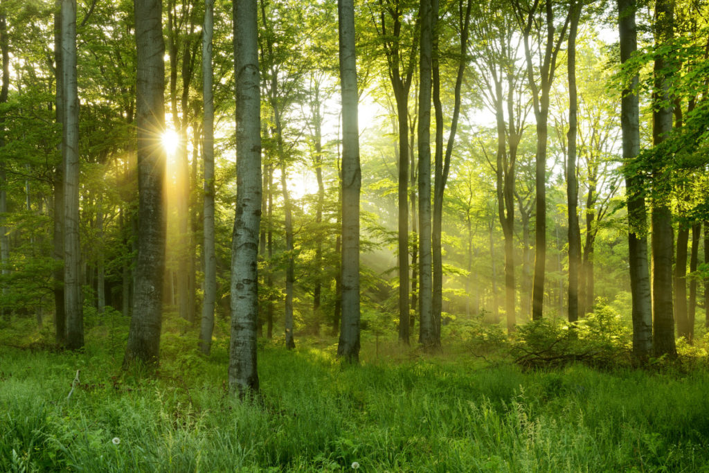 En skog hvor solen lyser mellom trærne. Foto. 