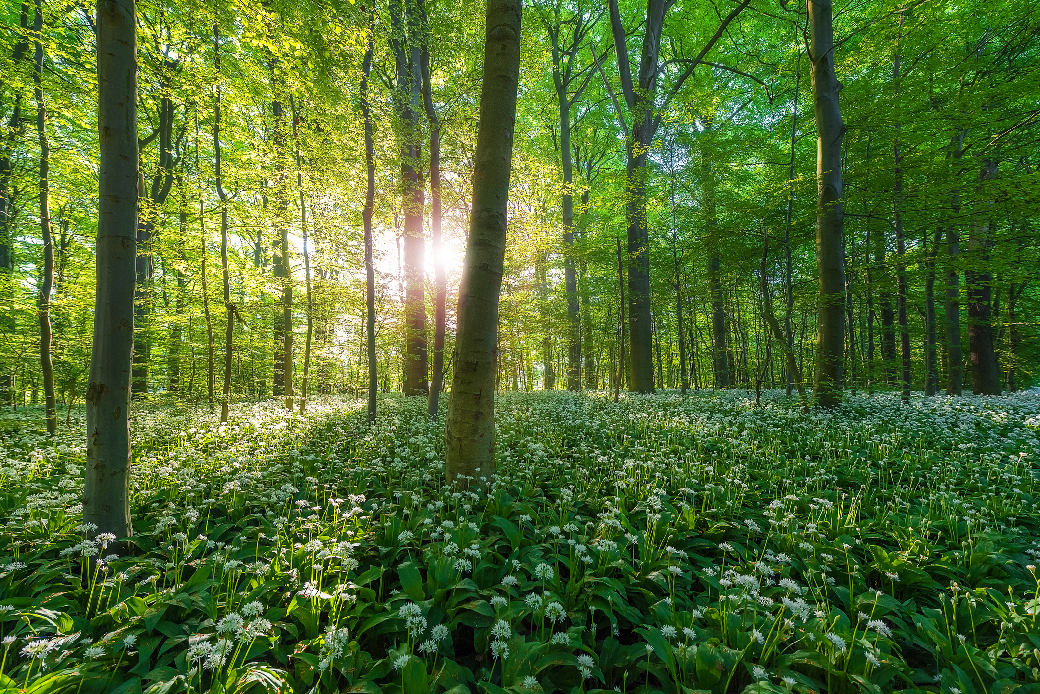 Bilde av en skog hvor solen titter frem.